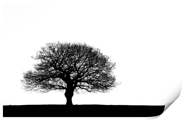 Oak tree Silhouette Print by Ros Crosland