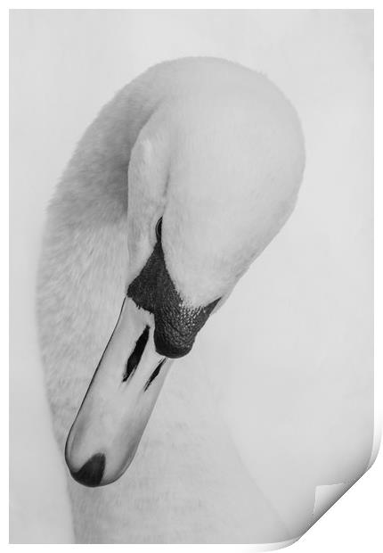 Swan Head Print by Ros Crosland