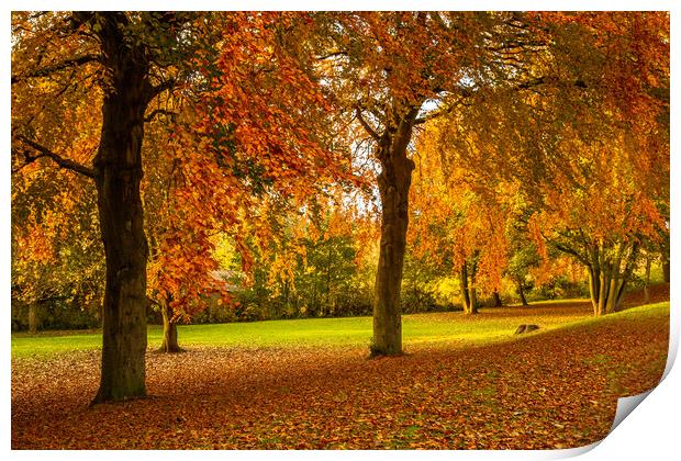 Autumn Colour Print by Ros Crosland