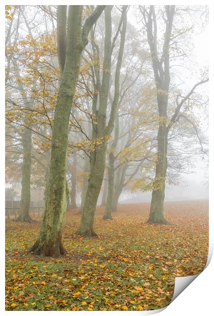 Autumn trees in the mist.  Print by Ros Crosland