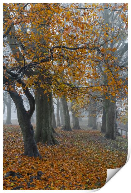 Autumn trees in the mist.  Print by Ros Crosland