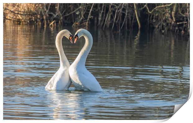 Swan Love Print by Ros Crosland