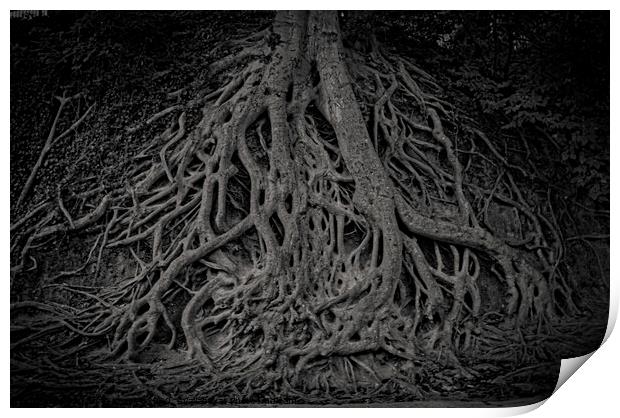 Medusa Tree roots Print by Jo Anne Keasler