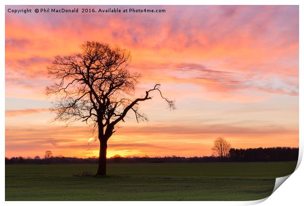 Under a Blood Red Sky, Lonely Tree Print by Phil MacDonald