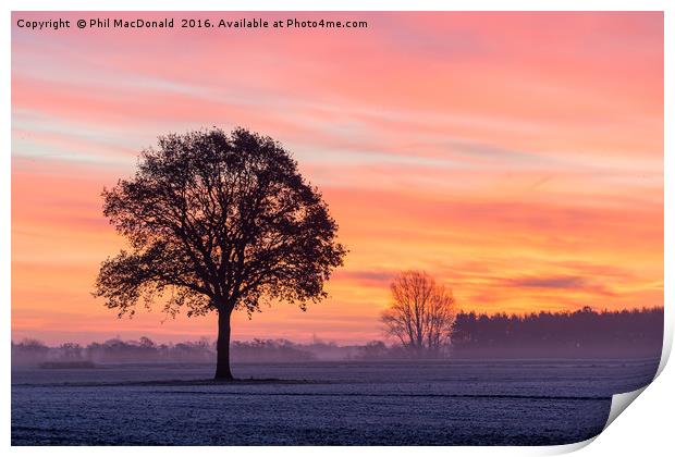 Phoenix Tree, Sunrise on the Vale of York (UK) Print by Phil MacDonald