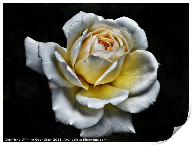 White Rose - Yellow Centre  Print by Philip Openshaw