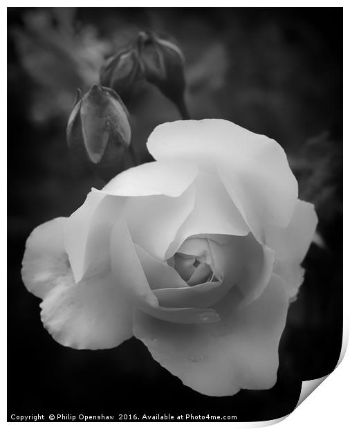 Monochrome Rose Print by Philip Openshaw