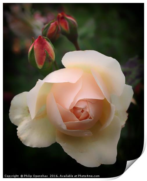 Pink Budding Rose Print by Philip Openshaw