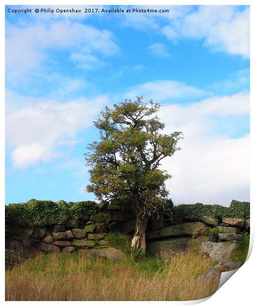 a single tree standing against an old stone wall  Print by Philip Openshaw