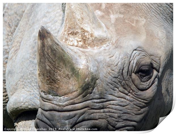 close up portrait of a black rhinoceros Print by Philip Openshaw