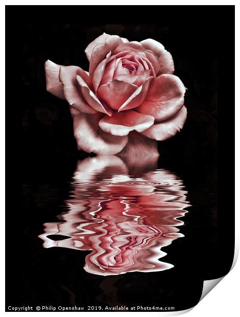 pink reflected rose on black water Print by Philip Openshaw