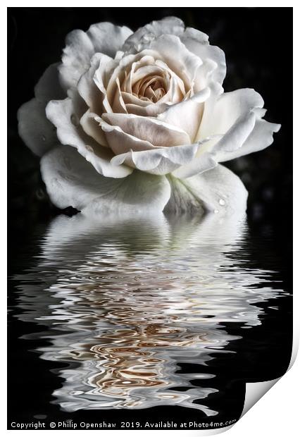 Reflected White Rose Print by Philip Openshaw