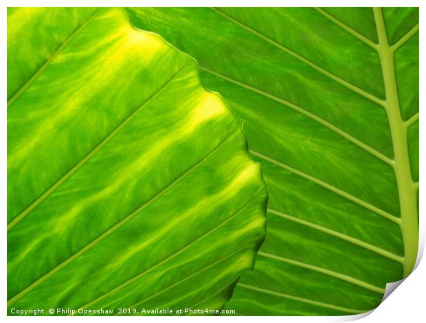 bright green tropical vibrant leaf Print by Philip Openshaw