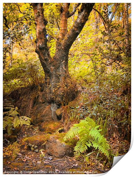 ancient forest tree and fern Print by Philip Openshaw