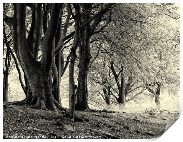 monochrome imisty beech woodland Print by Philip Openshaw