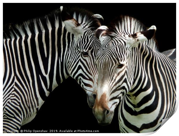 two grevys zebras Print by Philip Openshaw