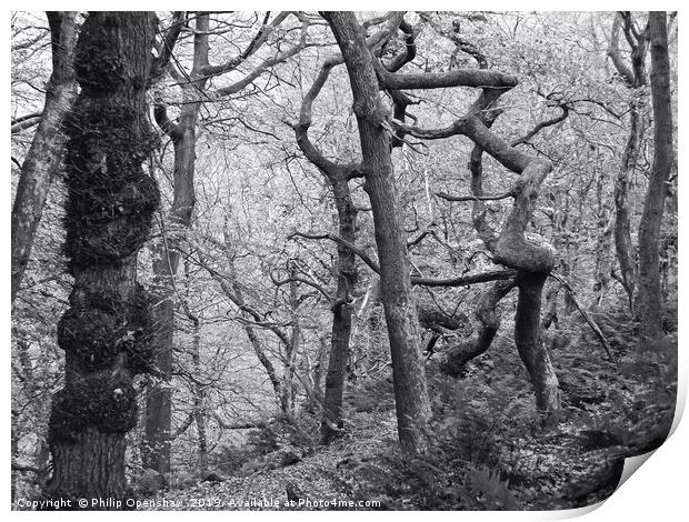 twisted winter forest  Print by Philip Openshaw