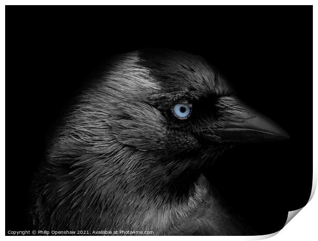 Portrait of a jackdaw with head in profile with blue eyes on a black background Print by Philip Openshaw