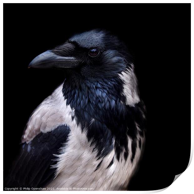 Hooded Crow - Portrait Print by Philip Openshaw