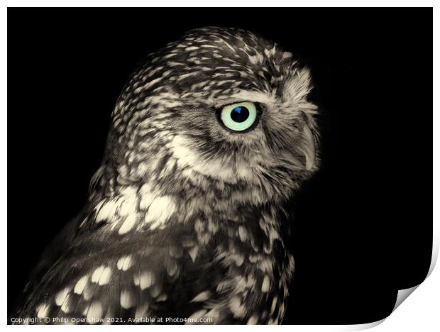 Little Owl - Portrait Print by Philip Openshaw