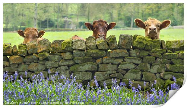 Curious Cows Nidderdale The Yorkshire Dales Print by John Potter