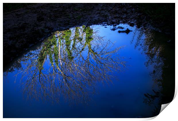 Tree branches, blue sky reflected in water puddle Print by André Jorge