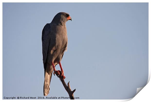 Dark Chanting Goshawk Print by Richard West