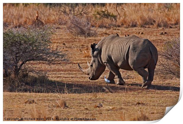 Rhino on the move Print by Richard West