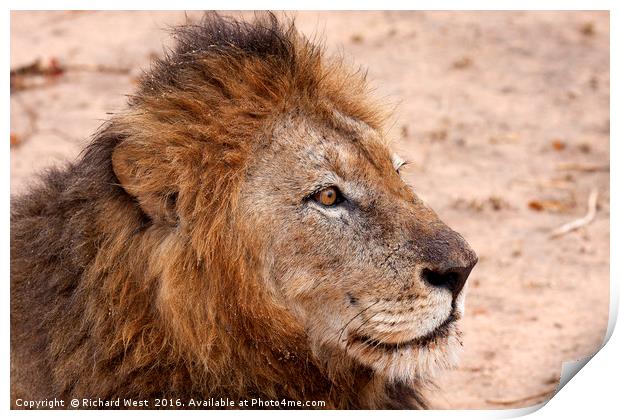 Lion on watch Print by Richard West
