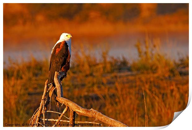 African Fish Eagle Print by Richard West