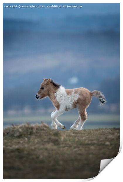 Dartmoor foal Print by Kevin White