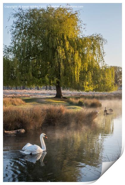 Swans of Bushy Park Print by Kevin White