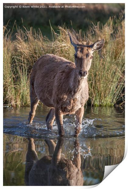 Deer in water Print by Kevin White