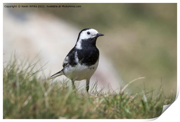 Pied Wagtail Print by Kevin White