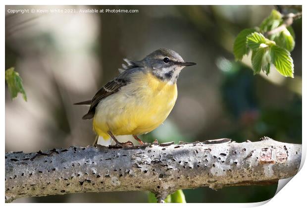 Grey Wagtail resting on branch Print by Kevin White