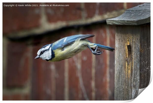 Blue tit flying from nest Print by Kevin White