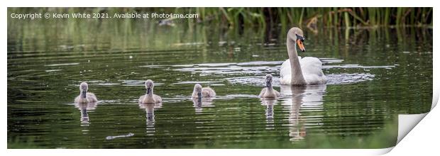 Swan with cygnets Print by Kevin White