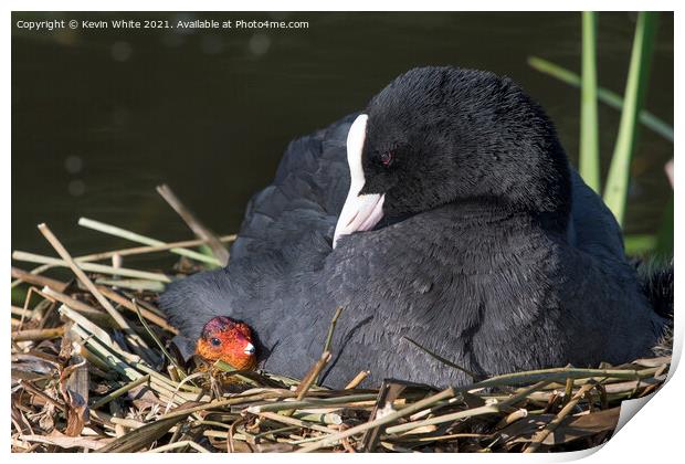 Coot with new chick Print by Kevin White
