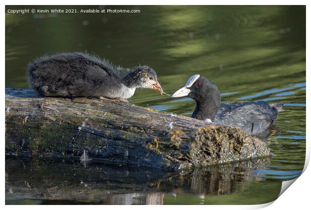 Juvenille Coot feeding from Mum Print by Kevin White