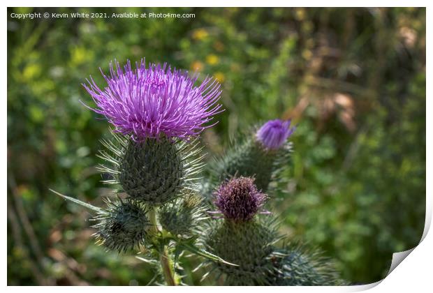 Thistle Print by Kevin White