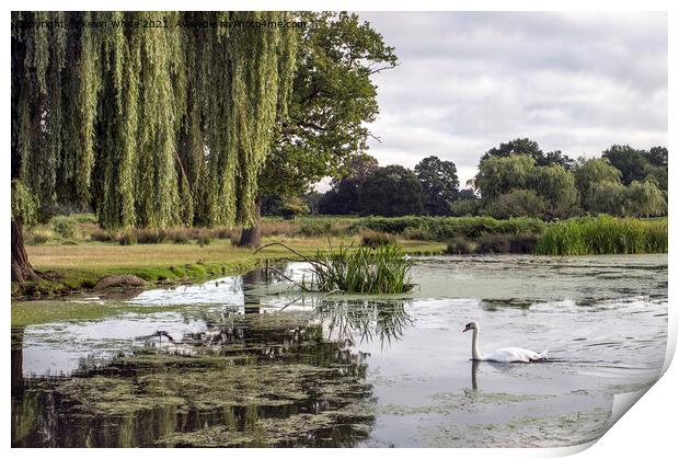 Swan on a cloudy morning in Bushy Park Print by Kevin White