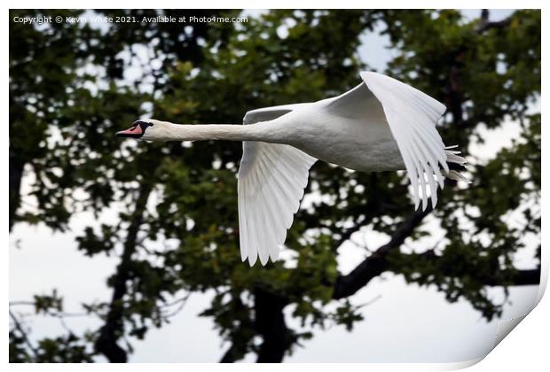 Swan flying around pond Print by Kevin White