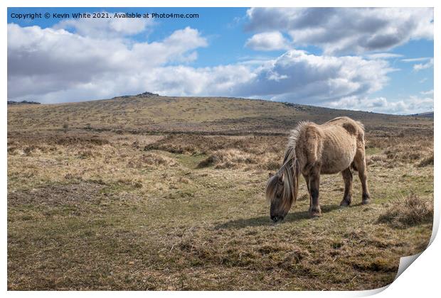 Dartmoor pony Print by Kevin White