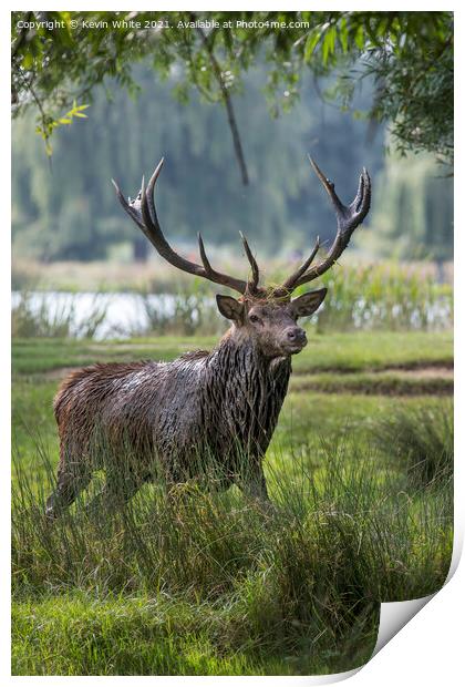 Stag after mud bath Print by Kevin White