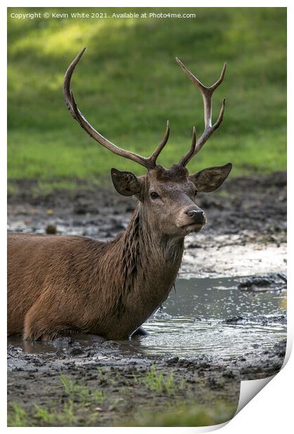 Proud stag lying in mud Print by Kevin White