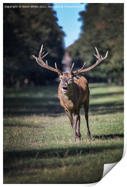 Rutting deer Print by Kevin White