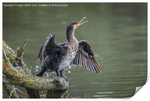 Immature Cormorant Print by Kevin White