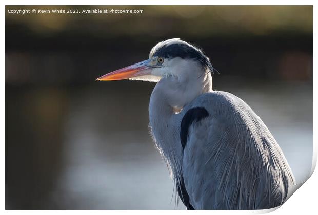 Grey heron backlit by sun Print by Kevin White
