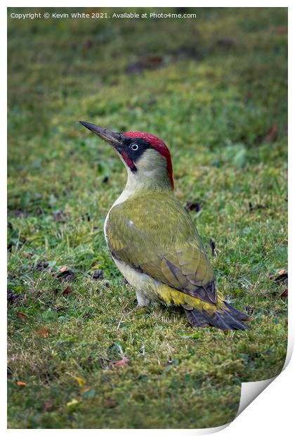 Green Woodpecker male Print by Kevin White