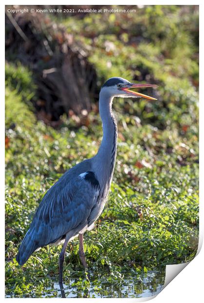 Grey heron beak open Print by Kevin White